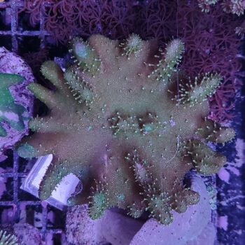 Lobophytum M27 (46975)