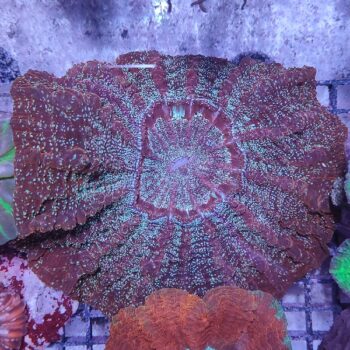 Acanthophyllia deshayesiana (47499)