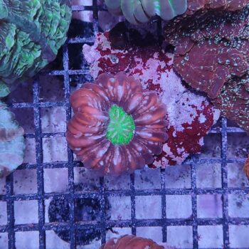 Cynarina lacrymalis (47327)