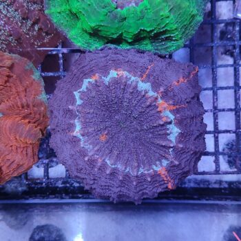 Acanthophyllia deshayesiana (49443)