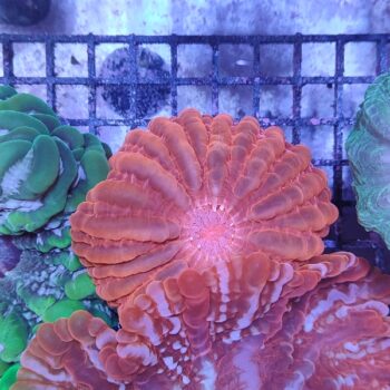 Cynarina lacrymalis (47211)