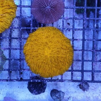 Fungia metallic orange (47274)