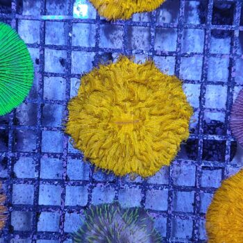 Fungia metallic orange (47274)