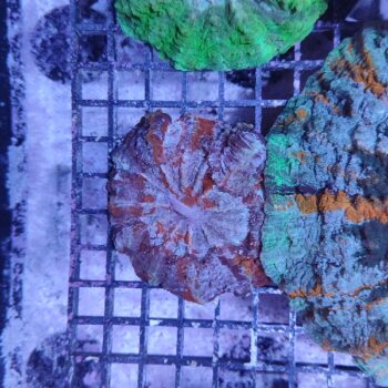 Acanthophyllia deshayesiana (29795)