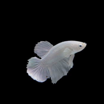 Betta splendens- Betta Plakat White Platinum