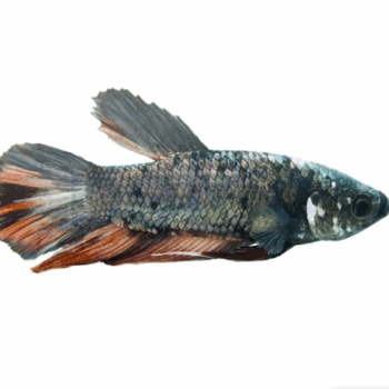 Betta splendens- King Betta 3.5-4 cm