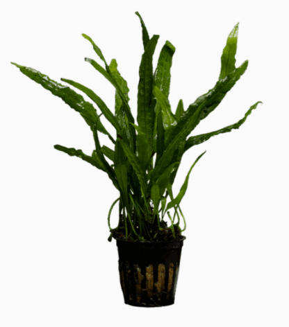 Stoffels Microsorum narrow leaf