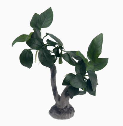 Stoffels Anubias Barteri var. nana On Wood Large