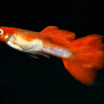 Poecilia reticulata- Guppy Dumbo Red Cap 2.5-3cm