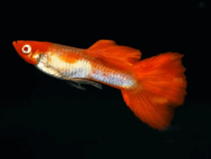 Poecilia reticulata- Guppy Dumbo Red Cap 2.5-3cm