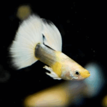 Poecilia reticulata- Guppy Dumbo White Tuxedo 2.5-3cm