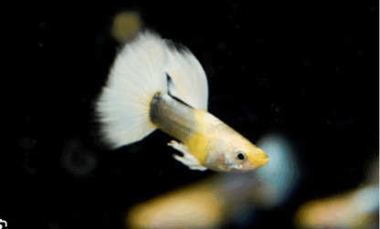 Poecilia reticulata- Guppy Dumbo White Tuxedo 2.5-3cm
