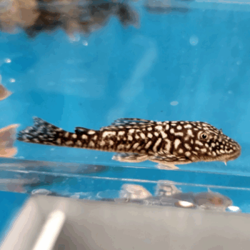 Pseudancistrus genisetiger- Slate Pleco 5-6cm