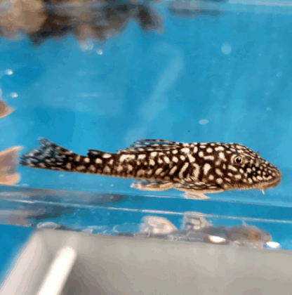 Pseudancistrus genisetiger- Slate Pleco 5-6cm