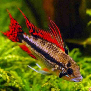 Apistogramma Cacatuiodes Var. Gold (Super Red)