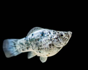 Poecilia latipinna - Assorted Molly Ballon Sailfin 2.5cm