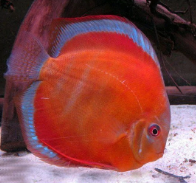 Symphysodon discus- Virgin Red Discus 7.5cm