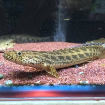 Polypterus ansorgii- Guinean Bichir 12cm