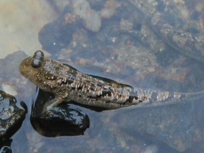 Periophtalmus gracilis- Graceful Indonesia Mudskipper Goby 4-5cm