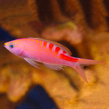 Pseudanthias lori- Lori's Anthias