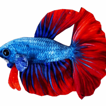 Green Pleco Betta fish plush 17x7x14cm