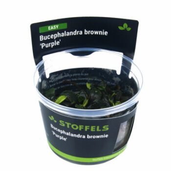 Stoffels Bucephalandra brownie  'Purple' In-vitro