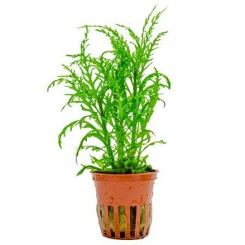 Tropica Hygrophila odora 'Difformis'