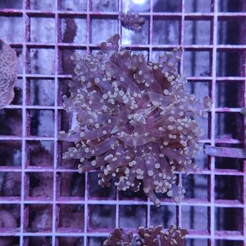 Euphyllia paradivisa N43