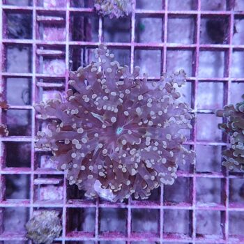 Euphyllia paradivisa N57