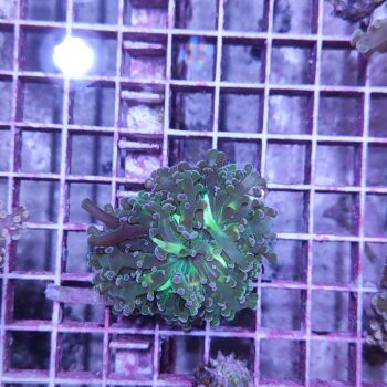 Euphyllia paradivisa 11