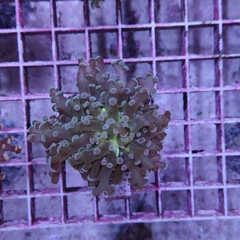 Euphyllia paradivisa N13