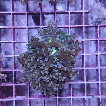 Euphyllia paradivisa B559