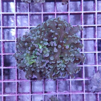 Euphyllia paradivisa B546