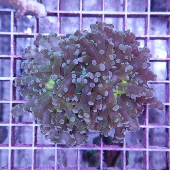 Euphyllia paradivisa B556