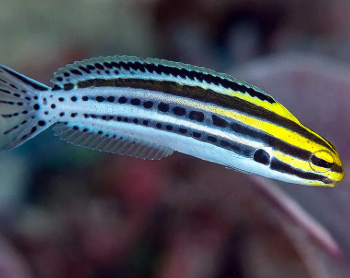 Meiacanthus grammistes- Striped Poison-Fang Blenny