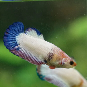 Betta splendens -Betta Plakat Female L