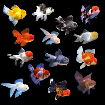 Carassius auratus - Premium Assorted Oranda 5-6cm