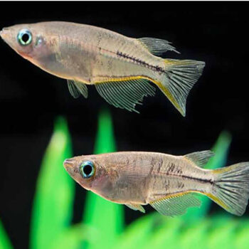 Oryzias celebensis - Celebes Ricefish 3-4cm