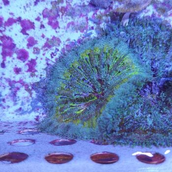 Stichodactyla tapetum-mini maxi carpet anemone 1 (47280)