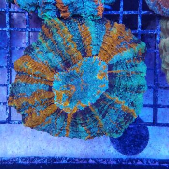 Acanthophyllia deshayesiana (30247)