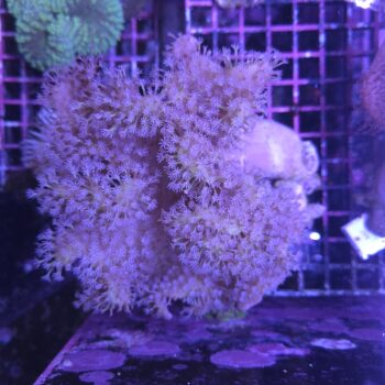 Sarcophyton glaucum A81 (33846)