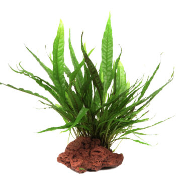 Tropica Microsorum pteropus on Lava Stone