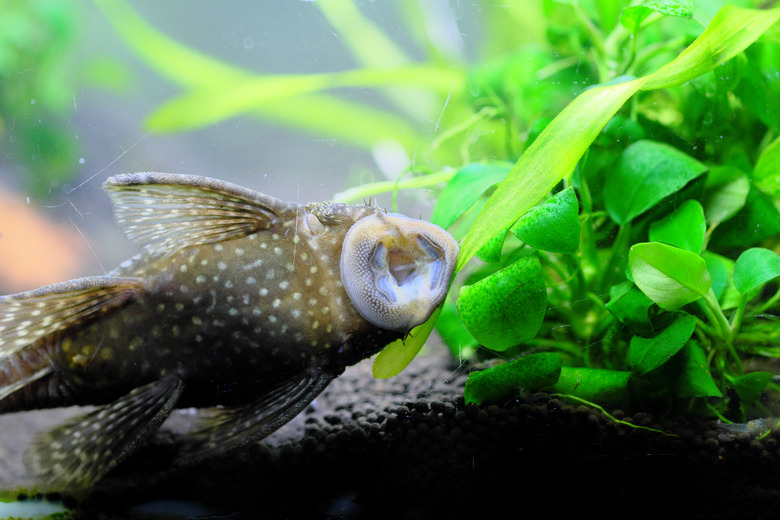 <strong> Η Άνοδος των Pleco </strong> 1 <strong> Η Άνοδος των Pleco </strong>