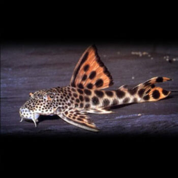 Peckoltia sabaji - L075 Para Pleco S