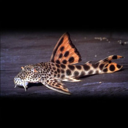 Peckoltia sabaji - L075 Para Pleco 6cm