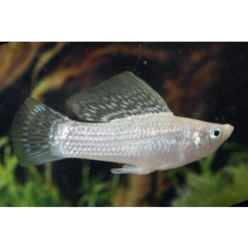 Poecilia velifera Silver L - Sailfin Molly Silver