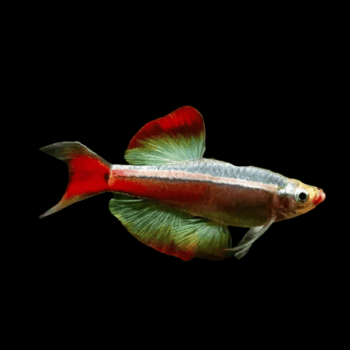 Tanichthys albonubes- White Cloud Mountain Longfin 3-4cm