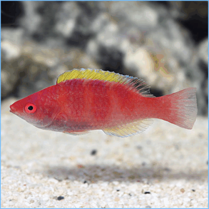 Cirrhilabrus flavidorsalis- Red Banded Fairy Wrasse