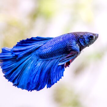Betta splendens - Siamese Fighting Fish Blue Betta L