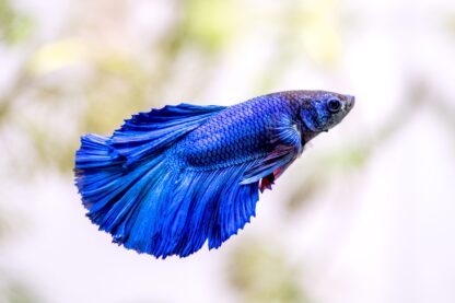 Betta splendens - Siamese Fighting Fish Blue Betta